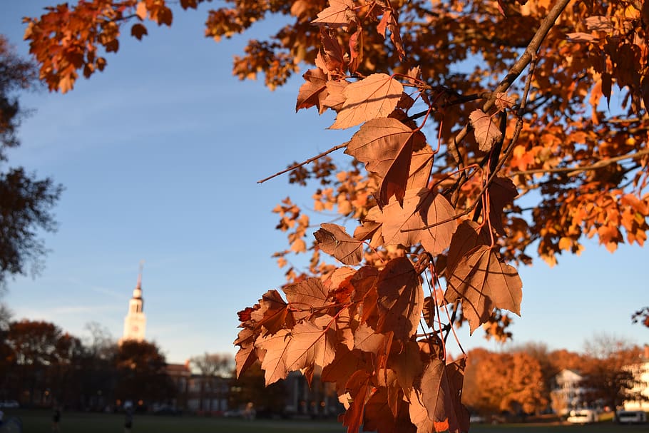 united states, hanover, dartmouth college, baker library, fall, HD wallpaper
