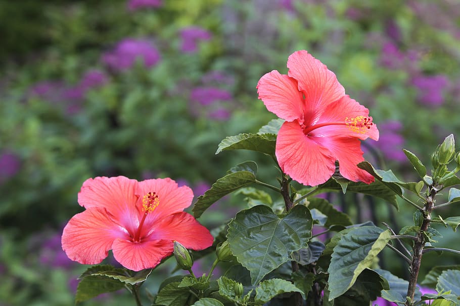 flowering plant, fragility, beauty in nature, vulnerability HD wallpaper