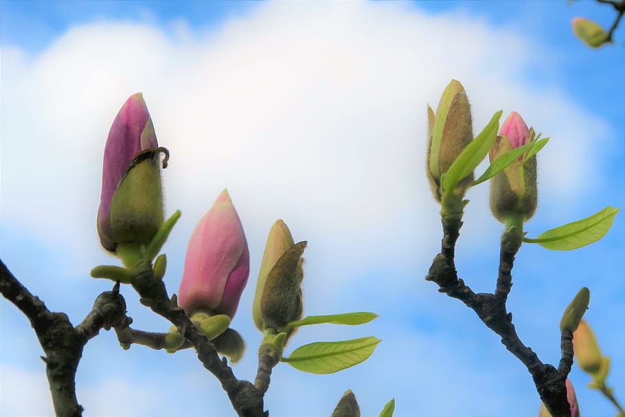 bud, flower, spring, nature, plant, color, the leaves are, tree HD wallpaper