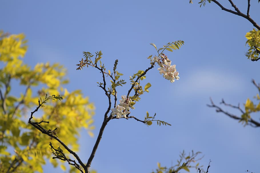 flowers, sky background, spring, tree, plant, low angle view HD wallpaper
