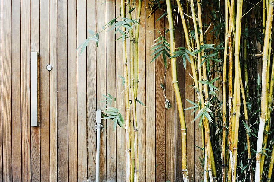 wood, bamboo, gate, lock, branches, leaves, wood - material HD wallpaper