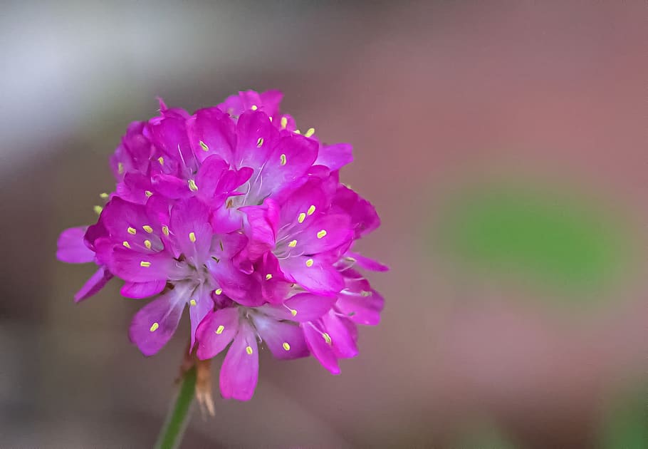 flower, blossom, bloom, pink, plant, nature, close up, flowering plant HD wallpaper