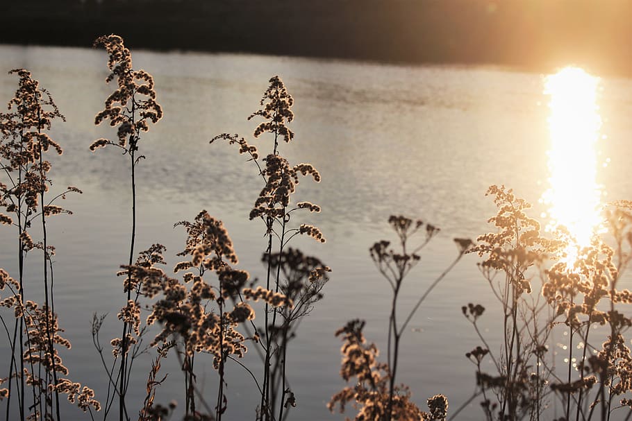 sun, river, autumn, fall, wallpaper, plant, sunlight, beauty in nature HD wallpaper