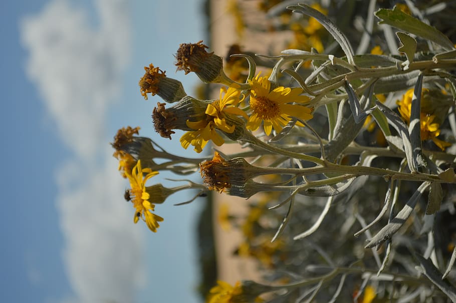 argentina, pinamar, plant, growth, beauty in nature, flowering plant HD wallpaper