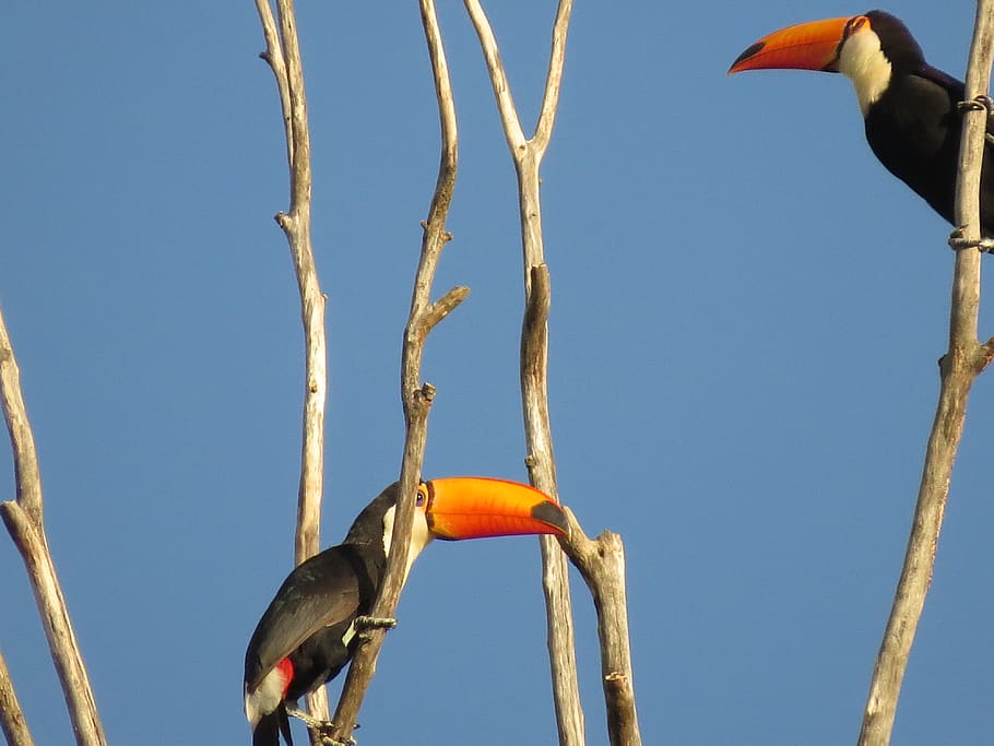 toucan perching on branch, bird, animal, bee eater, beak, brazil HD wallpaper