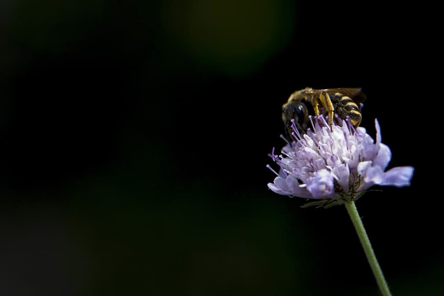 bee, flower, nature, insects, pollen, nectar, pollination, summer HD wallpaper