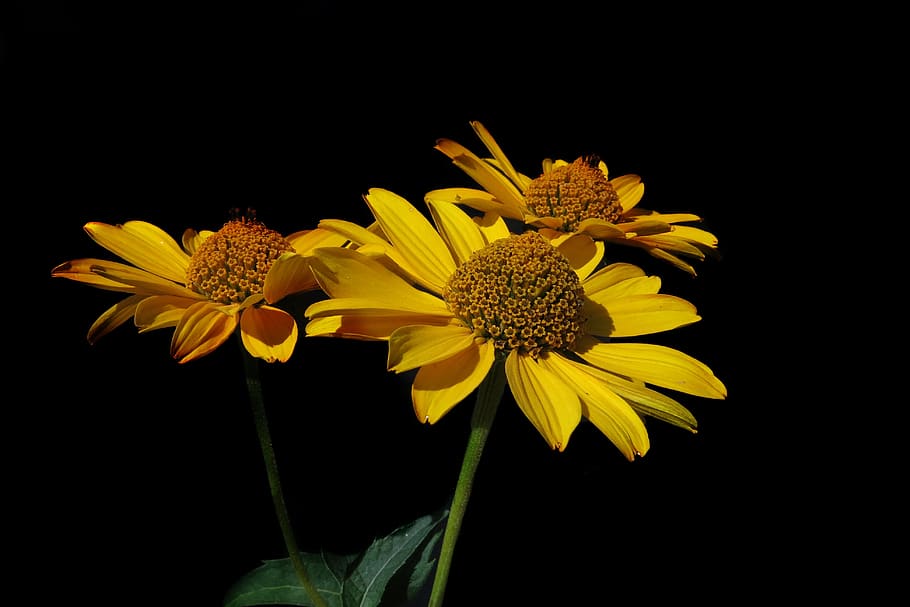 sun eye, heliopsis, yellow flower, plant, nature, black background, HD wallpaper
