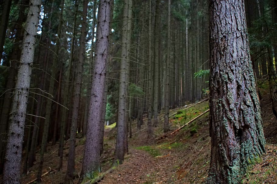 forest, path, away, trees, spruce, mood, nature, hiking, dark HD wallpaper