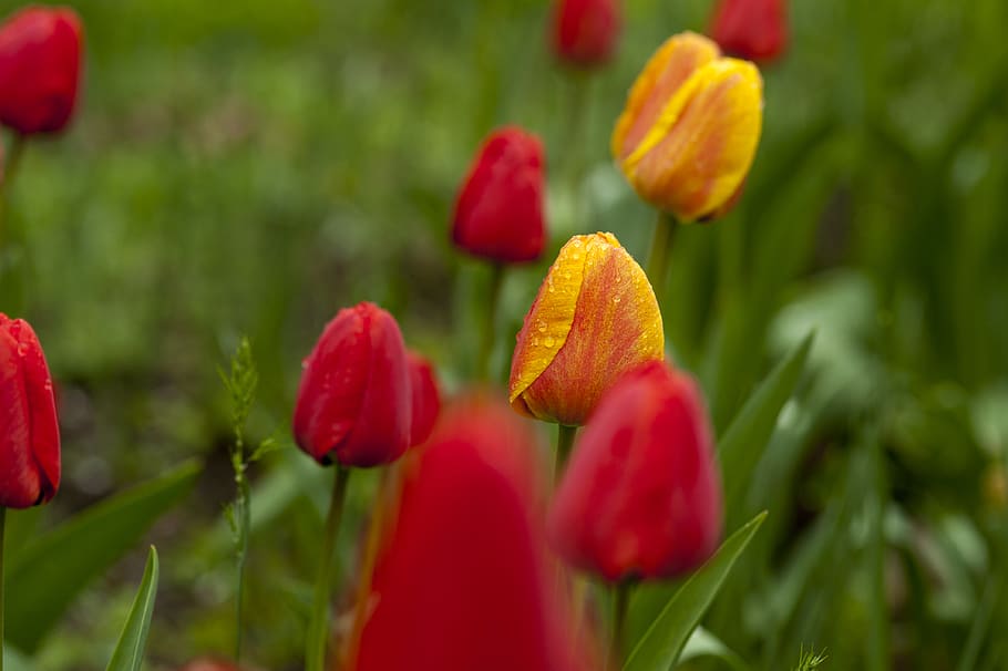 Shallow Focus Photography of Red and Yellow Flowers, beautiful HD wallpaper