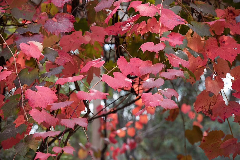 grape vine, leaf, autumn, colourful, red, plant, nature, foliage HD wallpaper