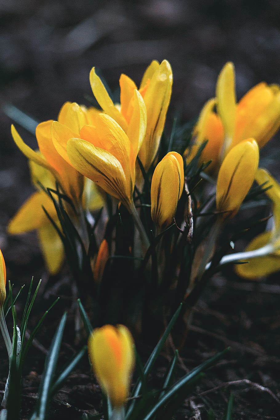 spring, saffron, crocus, beauty, flower, nature, flowering plant HD wallpaper