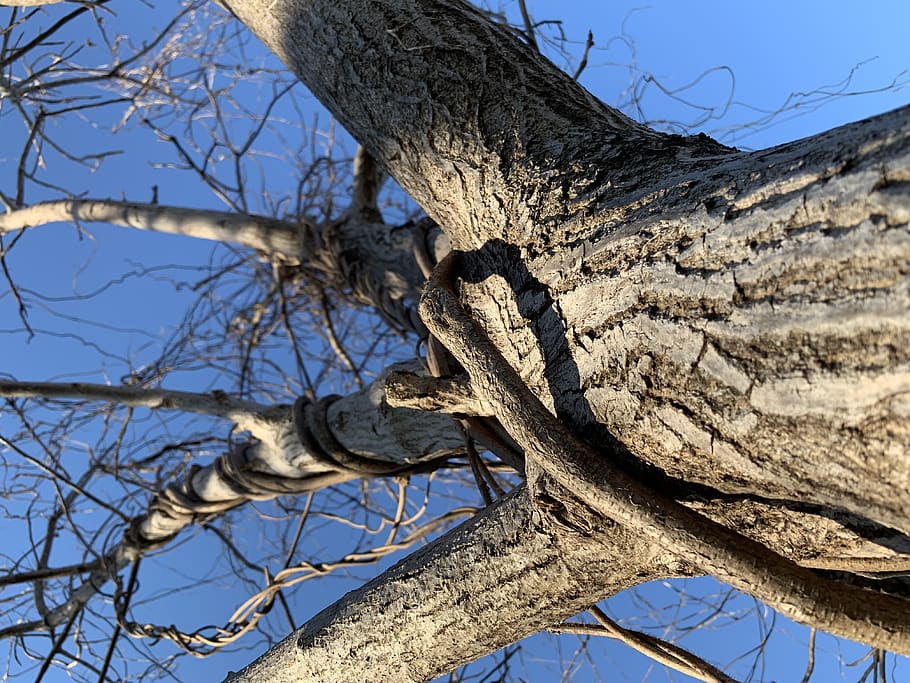 winter, tree, trunk, vine, sky, bare tree, plant, branch, tree trunk HD wallpaper