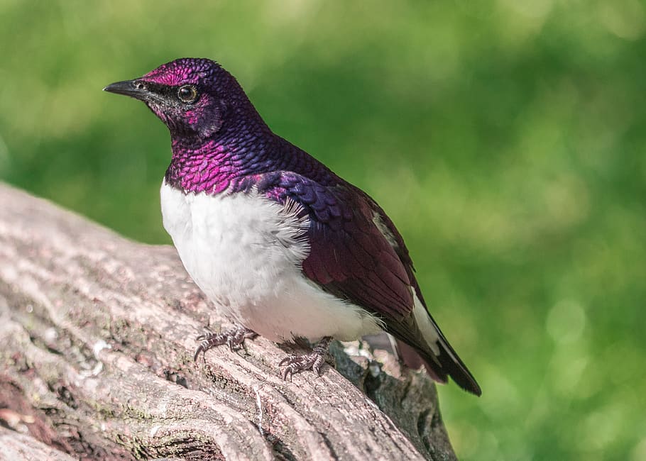 bird, iridescent, plumage, feather, animal, animal themes, one animal HD wallpaper