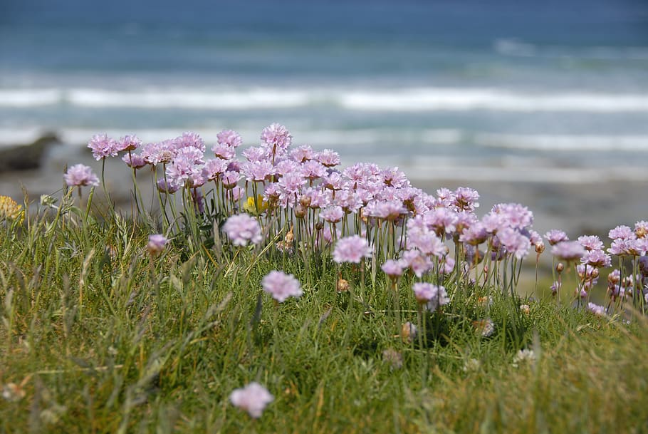 plant, grass, geranium, flower, blossom, petal, daisies, daisy HD wallpaper