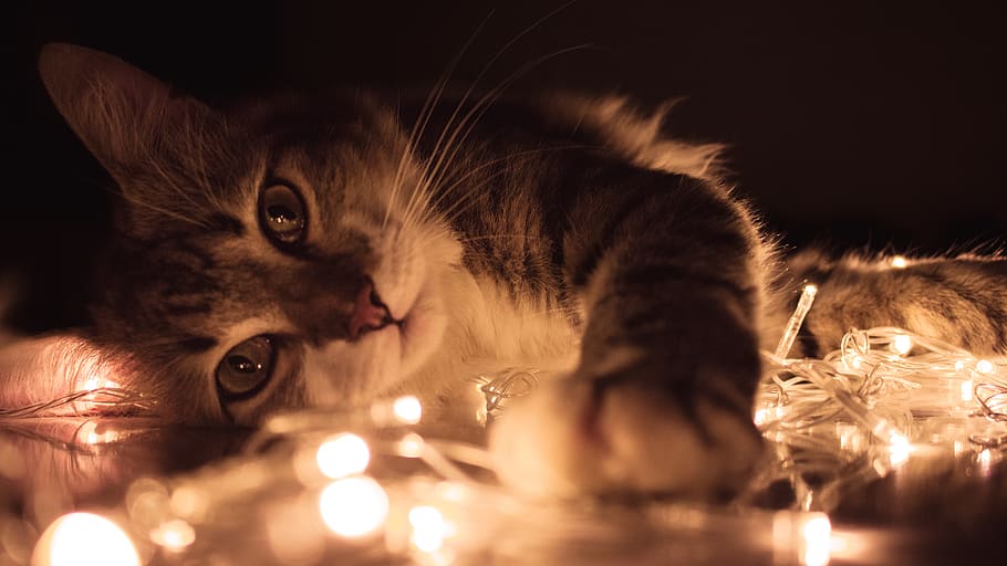 Gray Tabby Cat Lying on White String Lights, adorable, animal, HD wallpaper