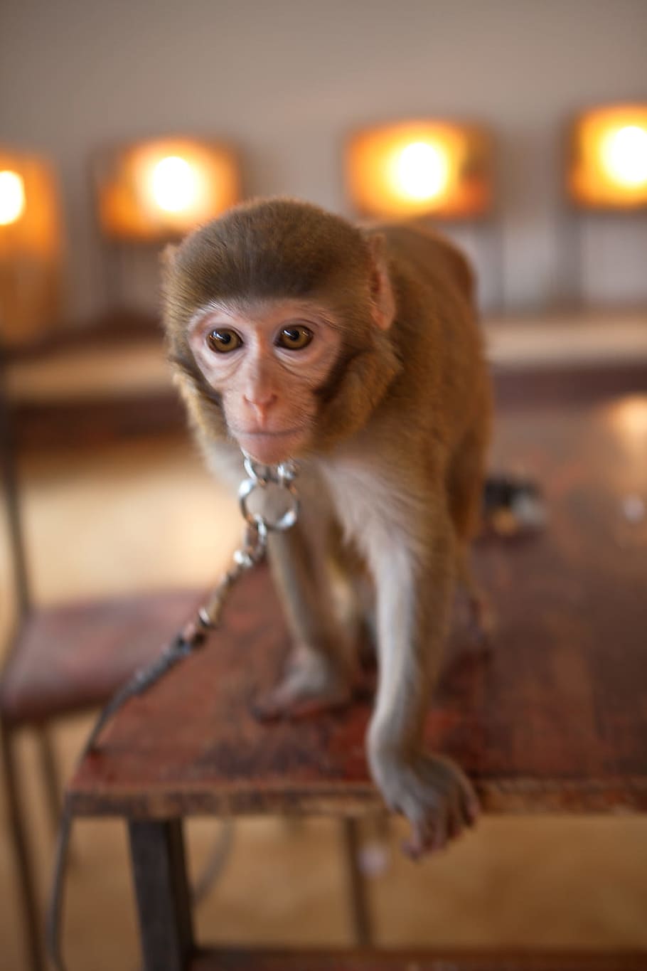 monkey, indoors, closeup, ape, mammal, sitting, brown, creature HD wallpaper