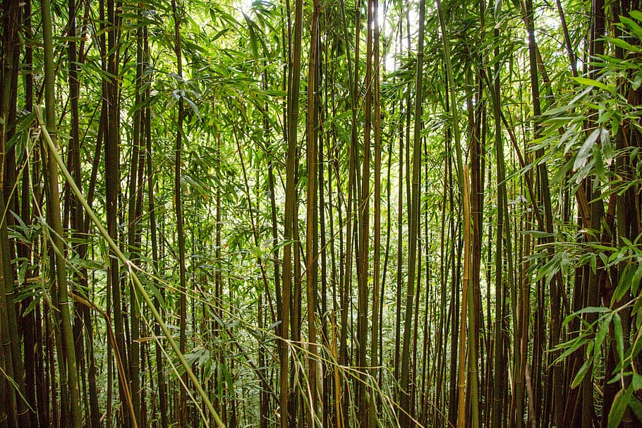 trees, forest, bamboo, plant, growth, tranquility, green color HD wallpaper