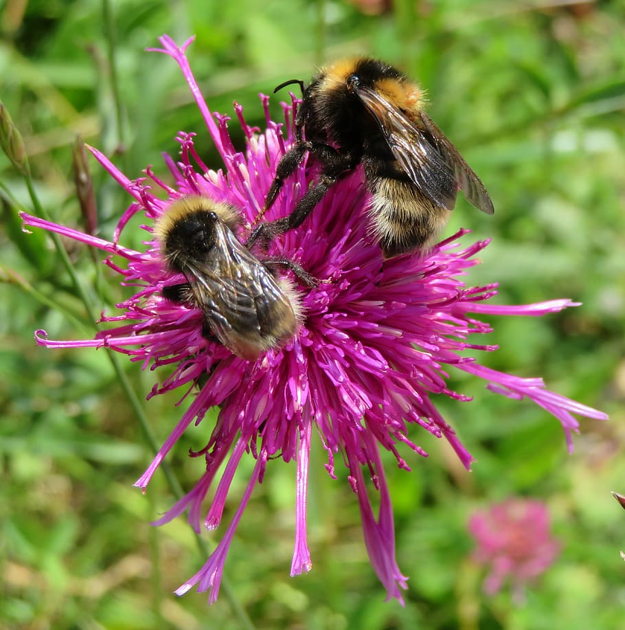 bee, hummel, insect, nature, meadow, summer, purple, pollination HD wallpaper