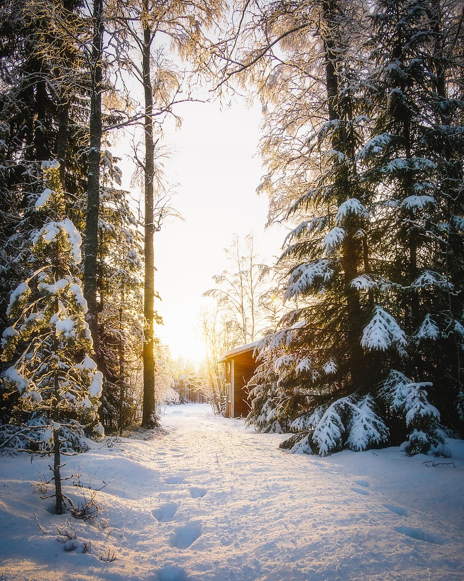 snow covered pine trees during daytime, cold temperature, winter HD wallpaper