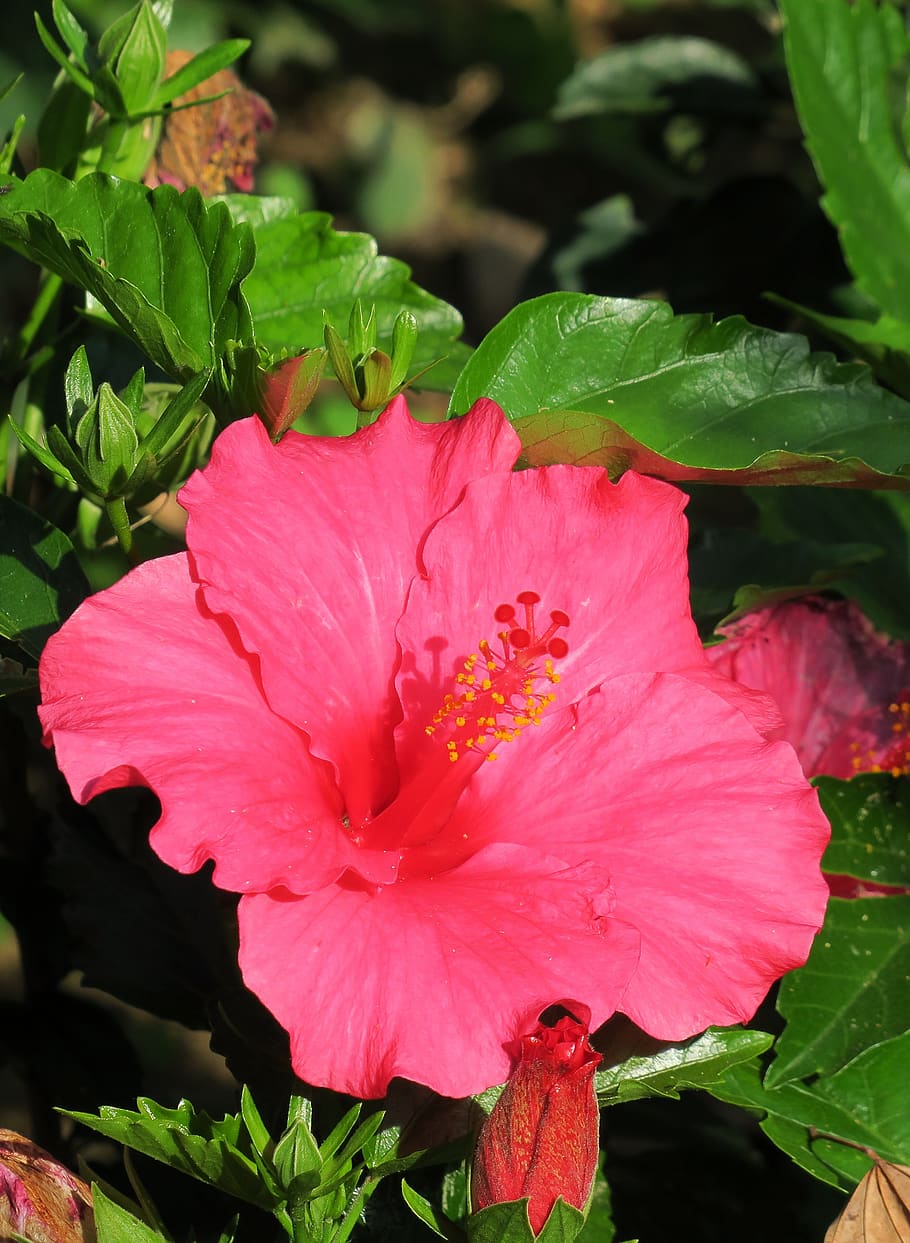 nature, plant, flower, leaf, garden, outdoor, bloom, petal HD wallpaper