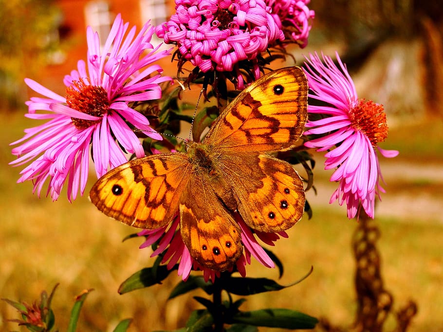 animal themes, flower, insect, animal wildlife, invertebrate HD wallpaper