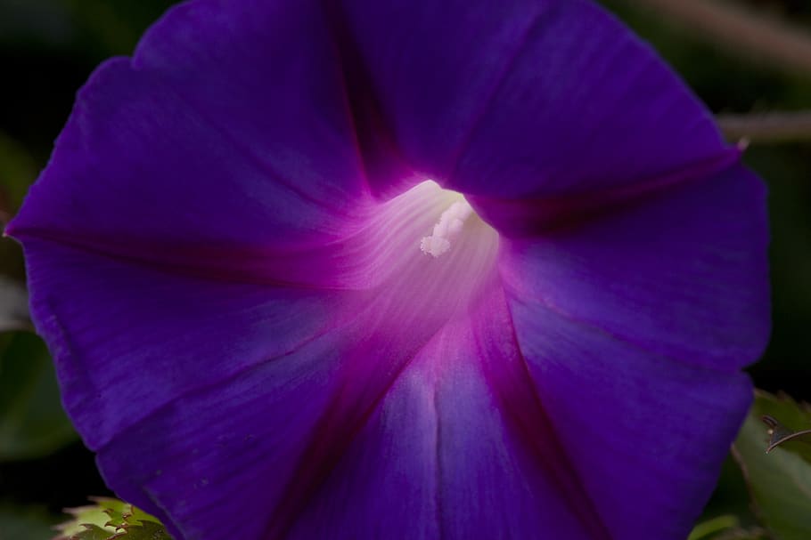 united states, dalton, flowering plant, freshness, beauty in nature HD wallpaper