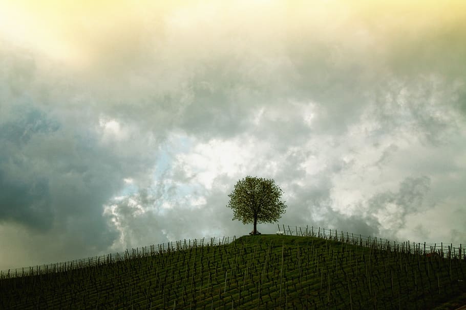 Green Tree Under the Grey and Yellow Sky, clouds, grass, hill HD wallpaper
