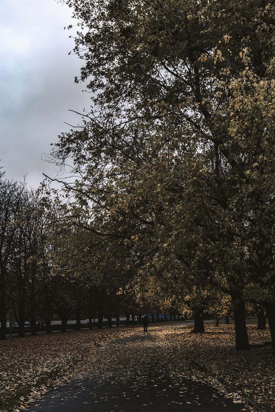 trees, road, human, autumn, fall, fall leaves, city, gray sky HD wallpaper