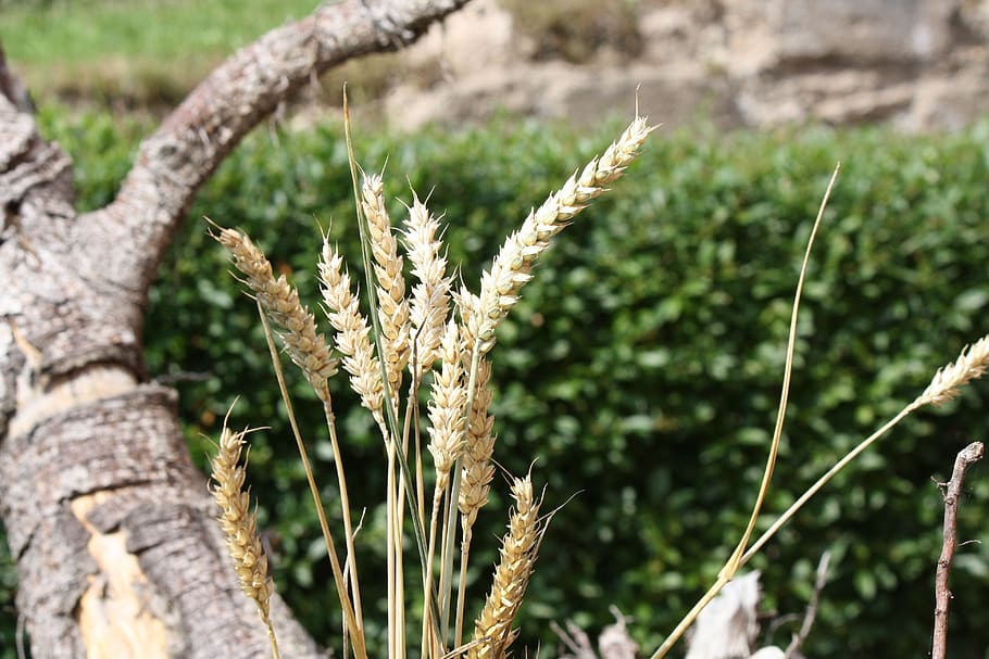 cereals, grain, summer, nature, wheat, root, spike, ear, plant, HD wallpaper