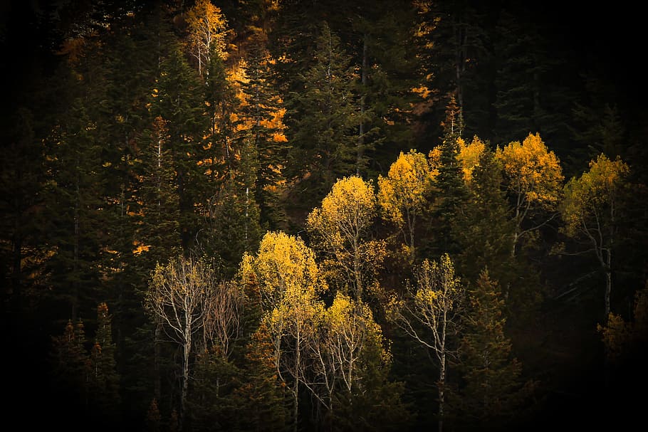 trees, forest, woods, autumn, fall, summer, travel, adventure HD wallpaper
