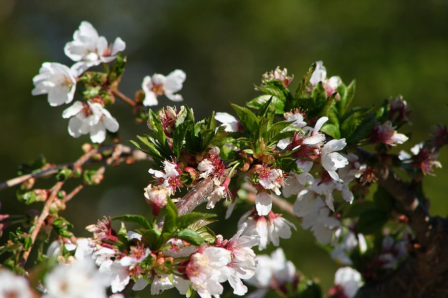 cherry, blossoms, ornamental, bokeh, red, pink, green, tree HD wallpaper