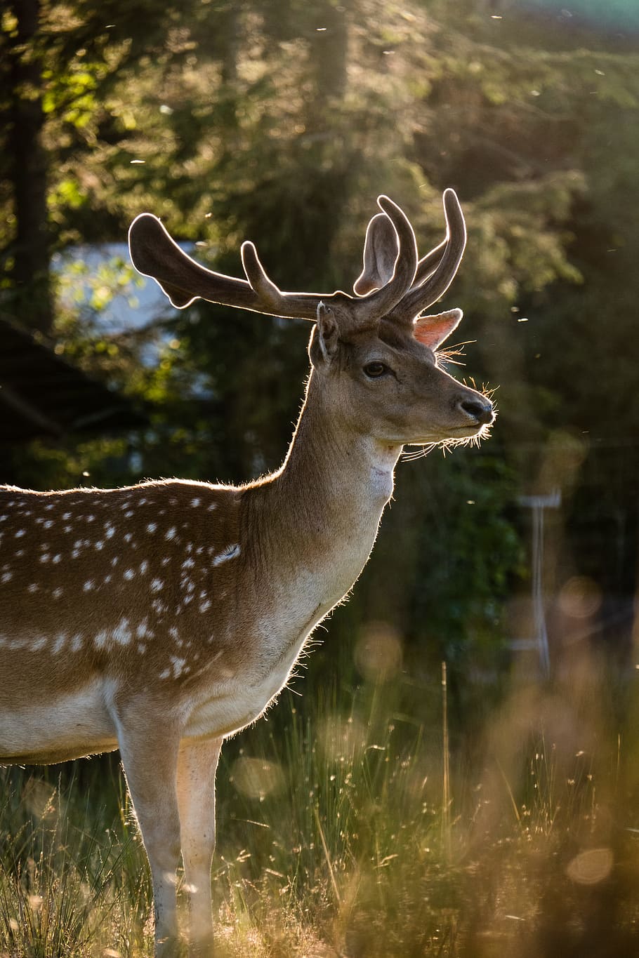 photography of deer shined by sunlight, forest, glow, silhouette HD wallpaper