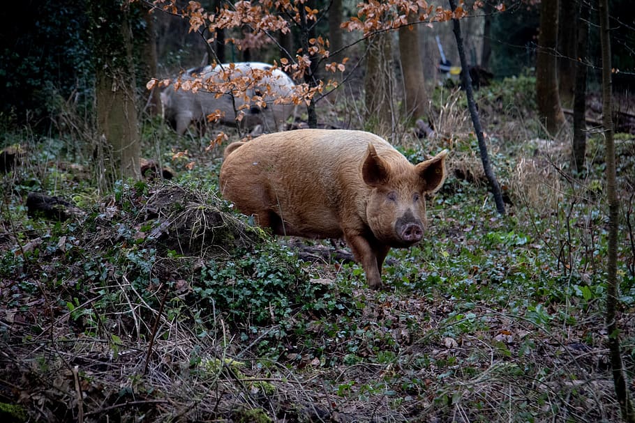 two pigs in forest, animal themes, mammal, one animal, land, vertebrate HD wallpaper