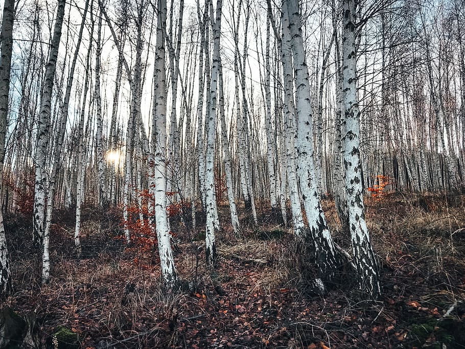 bare tree, flora, birch, plant, grey, nature, land, forest, outdoors HD wallpaper
