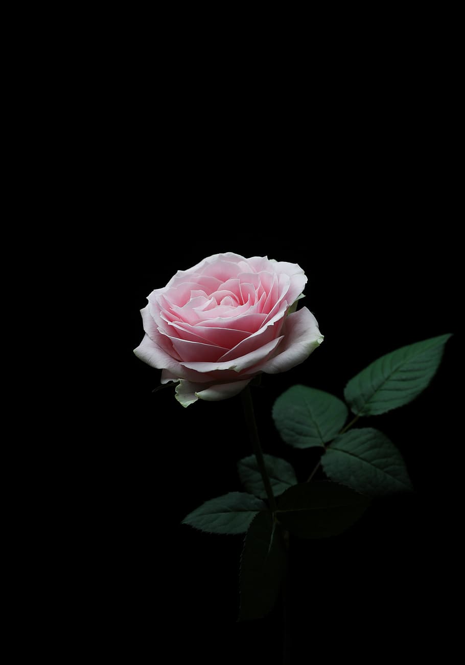 pink rose, flower, flowering plant, beauty in nature, petal, pink color HD wallpaper