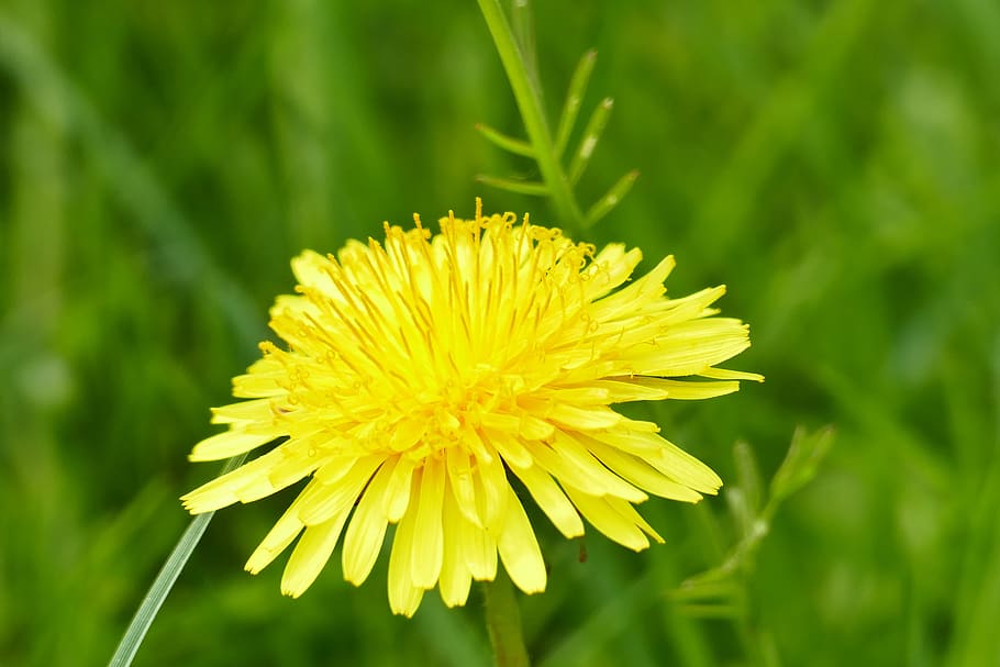 dandelion, spring, flower, yellow, blossom, bloom, flowering plant HD wallpaper