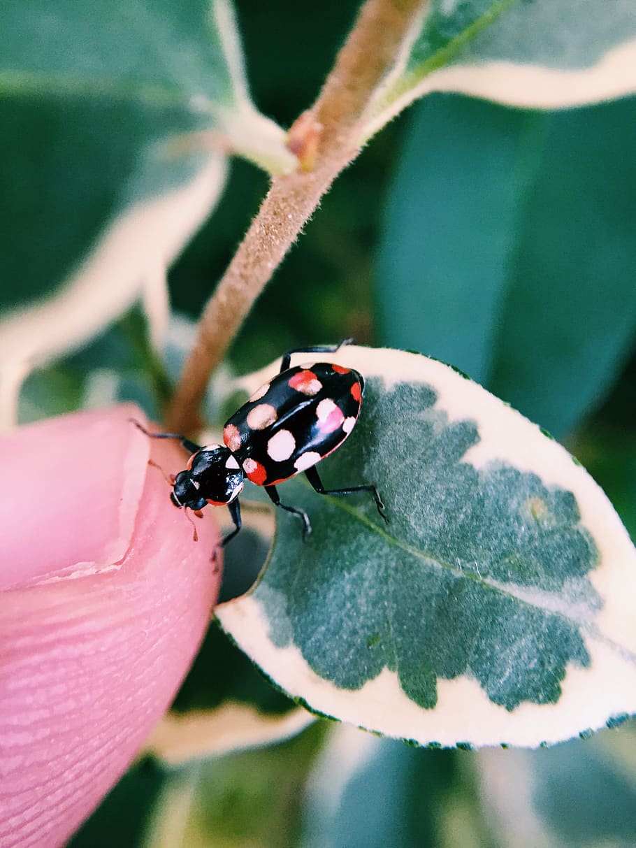 trees, bug, lady bug, insect, forest, nature, garden, colors HD wallpaper