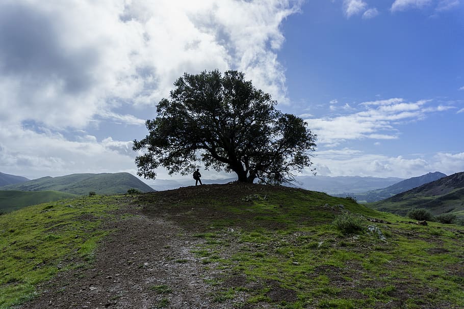swing, tree, tree swing, lone tree, tree on hill, plant, sky HD wallpaper