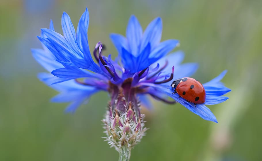 Red and Black Lady Bug on Purple Flower during Daytime, beetle HD wallpaper