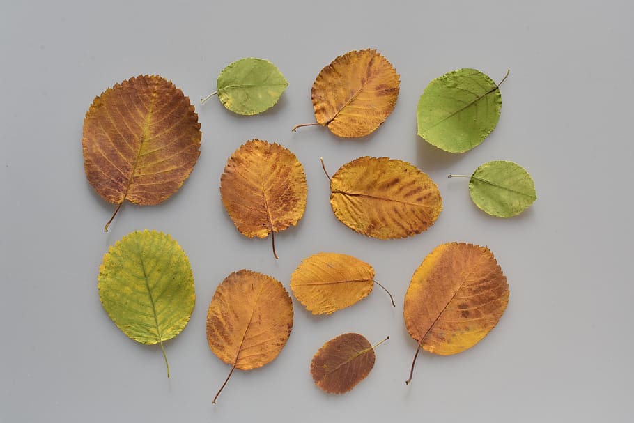 leaves, red, yellow, green, autumn, saskatoon, samples, template HD wallpaper