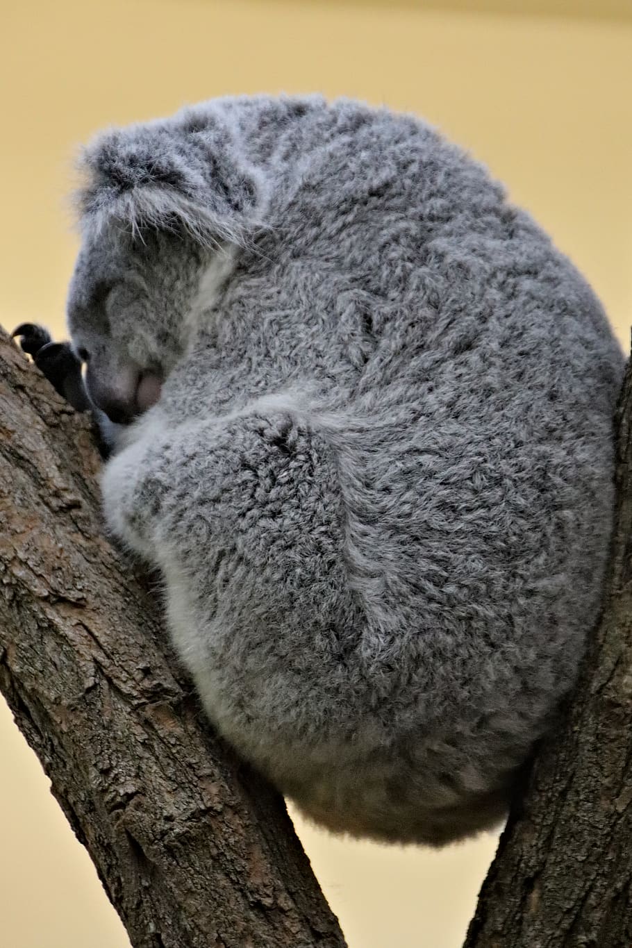 Koala bear, animal, wildlife, mammal, zoo schönbrunn, vienna HD wallpaper