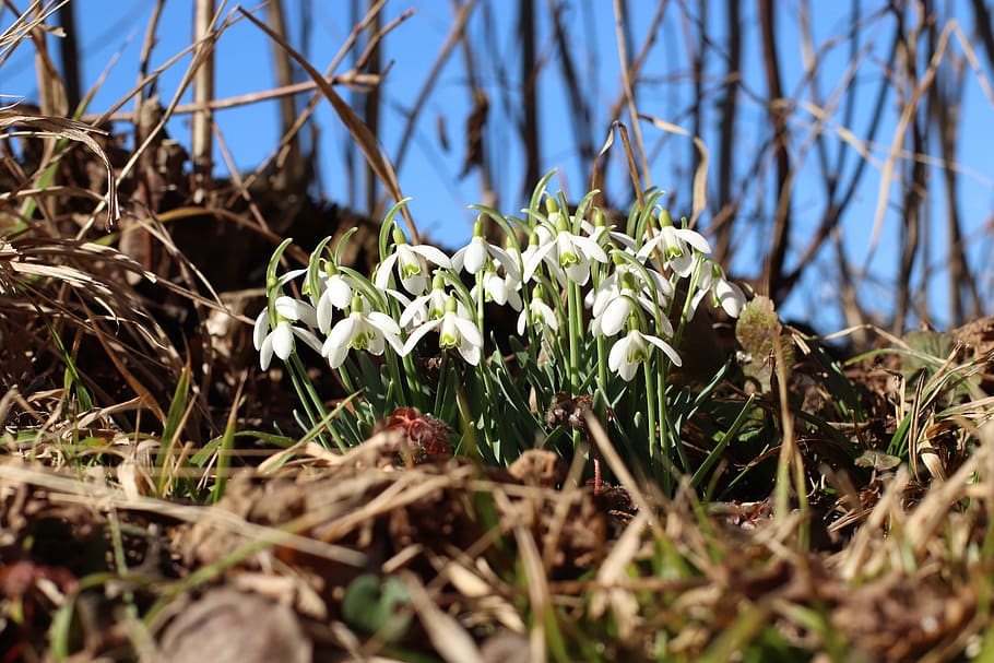 spring, snowdrop, flowers, plant, close up, white, growth, beauty in nature HD wallpaper