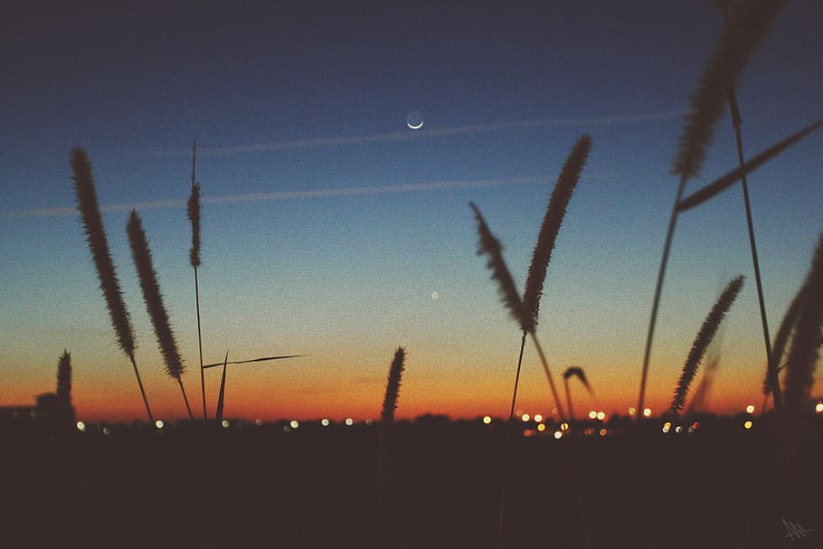 vsco, moon, wheat, rural, sunset, sunrise, dusk, dawn, farm HD wallpaper