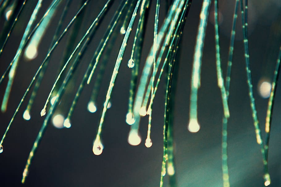 Macro Photography of Green Leaves, blur, close-up, color, design HD wallpaper