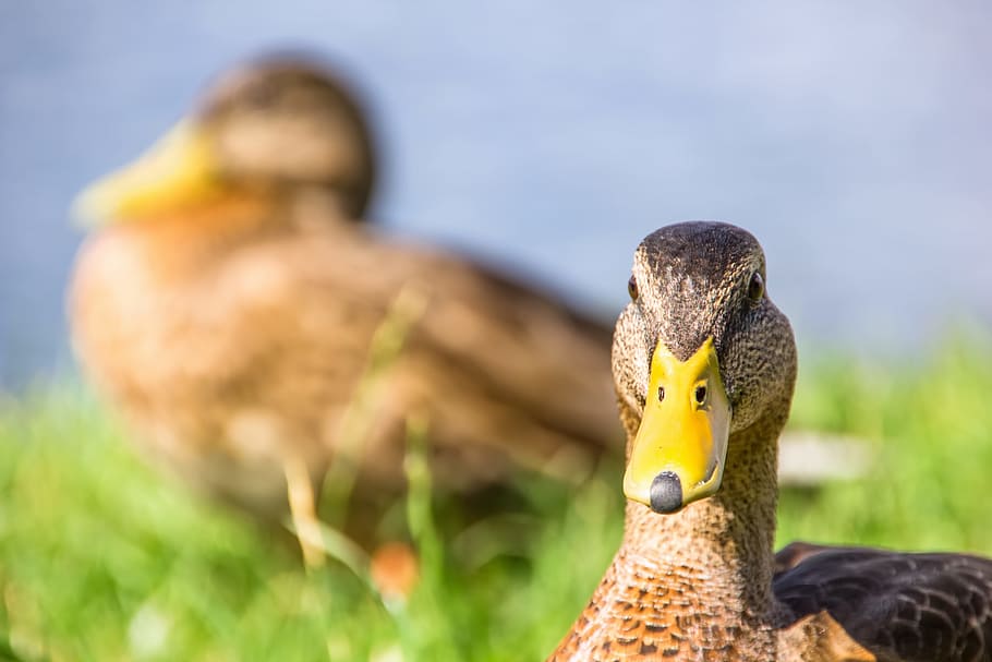 duck, close-up, animal, animal themes, bird, animals in the wild HD wallpaper