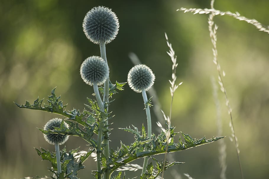 thistles, nature, summer, plant, flower, the environment, closeup HD wallpaper