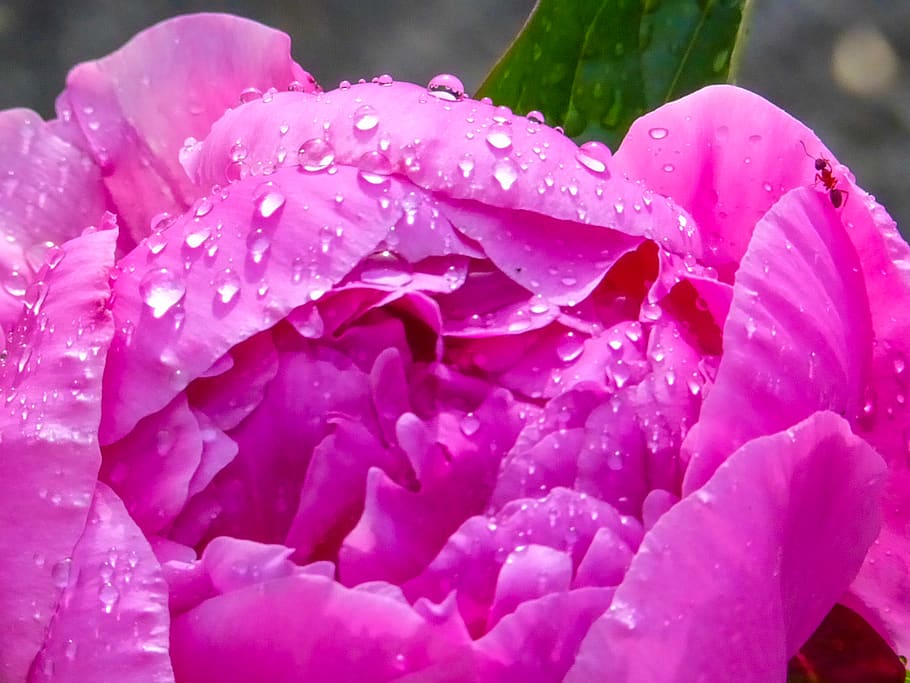 canada, canmore, blooming, spring, summer, wedding, adventure HD wallpaper