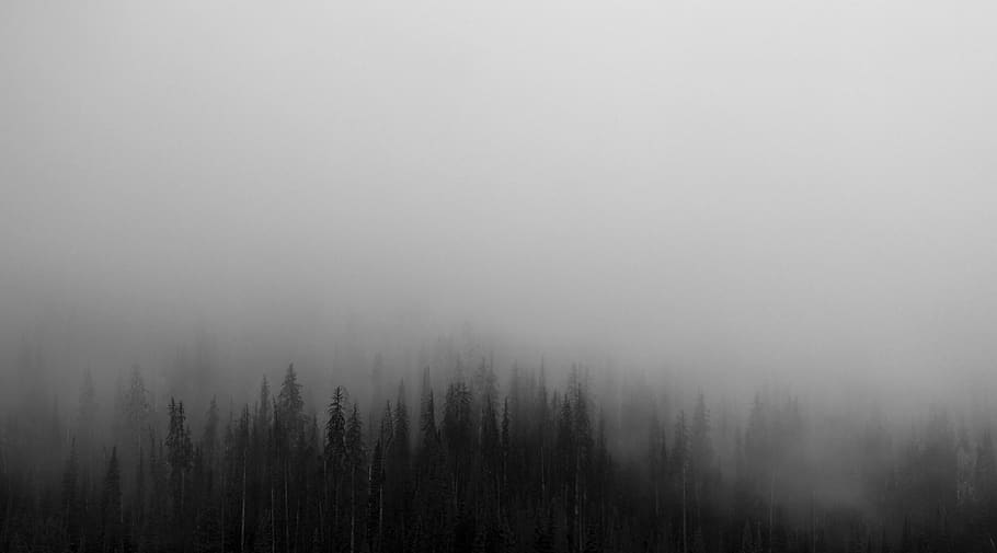 trees, forest, woods, fog, foggy, grey, sky, nature, plant HD wallpaper