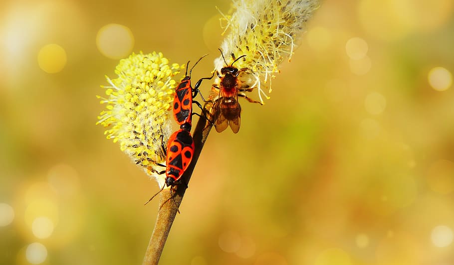 blacksmiths wingless, copulation, insects, bee, cat, animals HD wallpaper