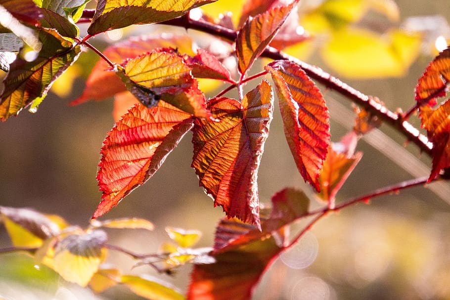 backlighting, autumn, nature, leaves, bright, sun, fall foliage HD wallpaper